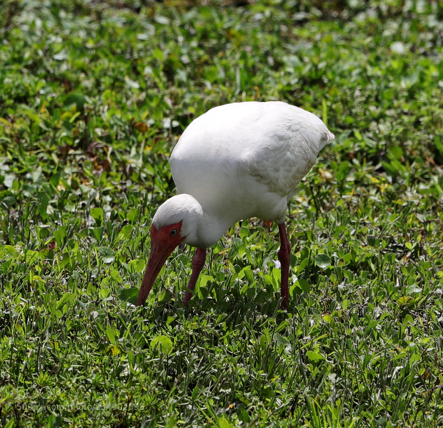 Canon EOS-1D X Mark II sample photo. 04-23-18-0014236.jpg photography