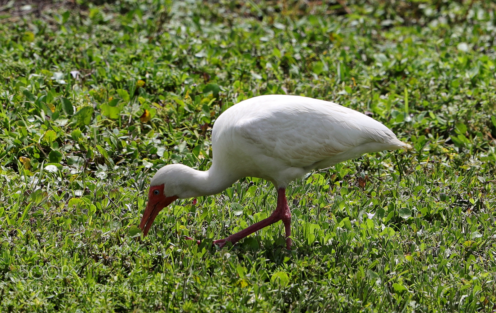 Canon EOS-1D X Mark II sample photo. 04-23-18-0014233.jpg photography