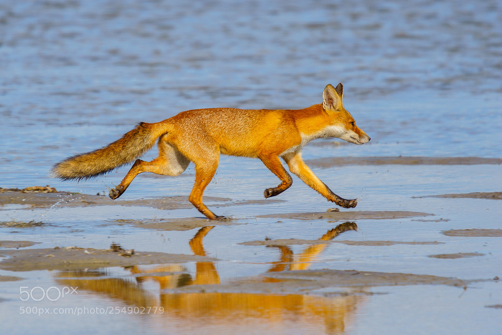 Sony ILCA-77M2 sample photo. Fox @ lake neusiedl photography
