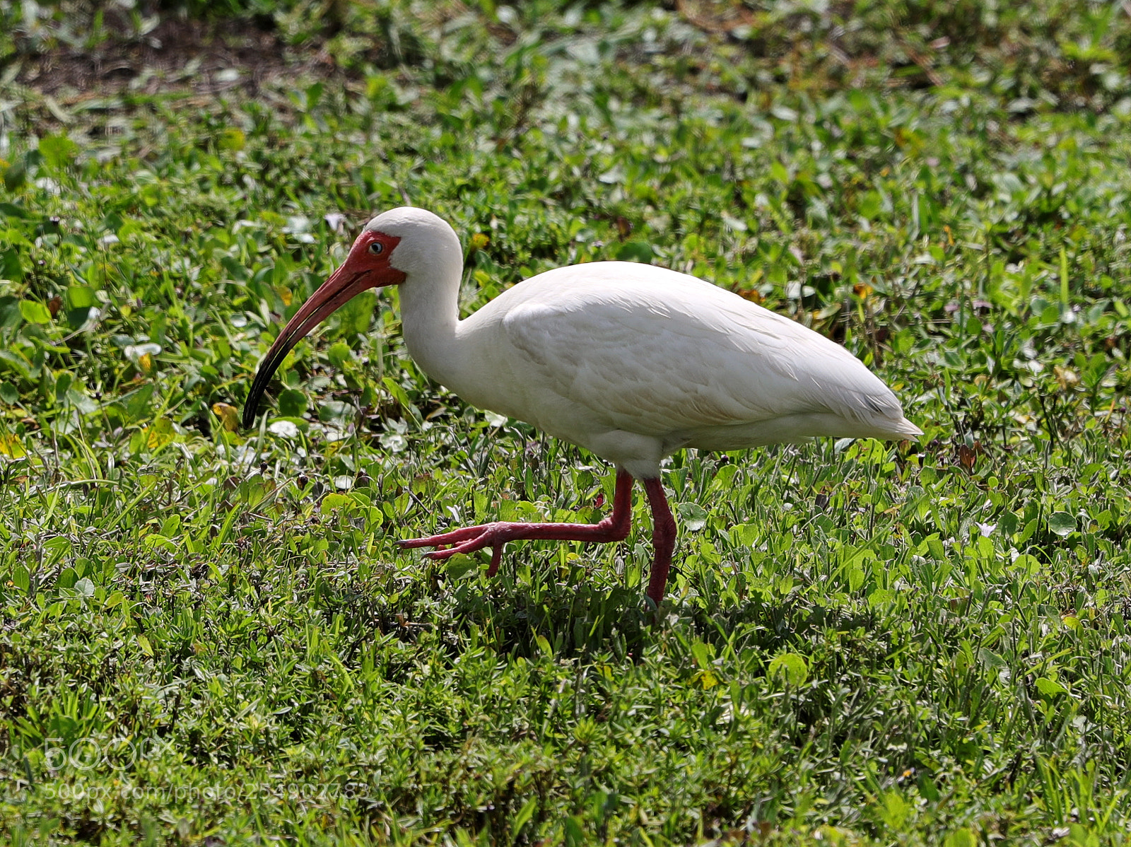 Canon EOS-1D X Mark II sample photo. 04-23-18-0014232.jpg photography