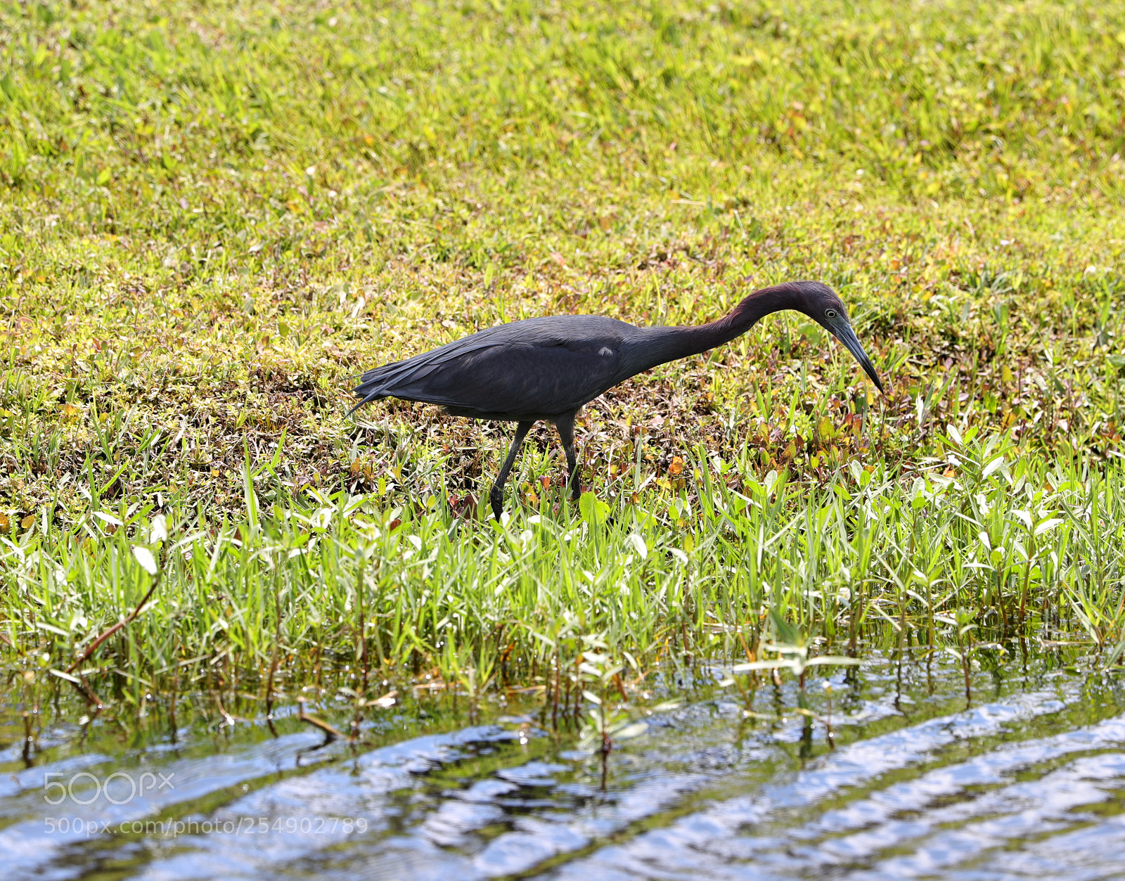 Canon EOS-1D X Mark II sample photo. 04-23-18-0014230.jpg photography