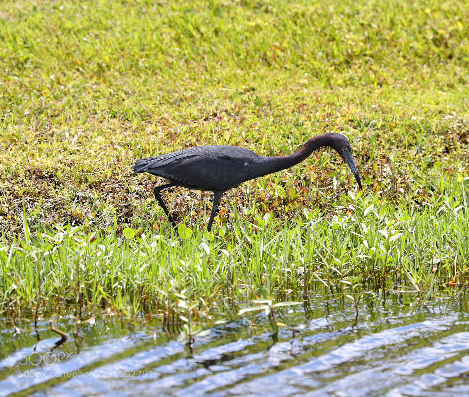Canon EOS-1D X Mark II sample photo. 04-23-18-0014229.jpg photography