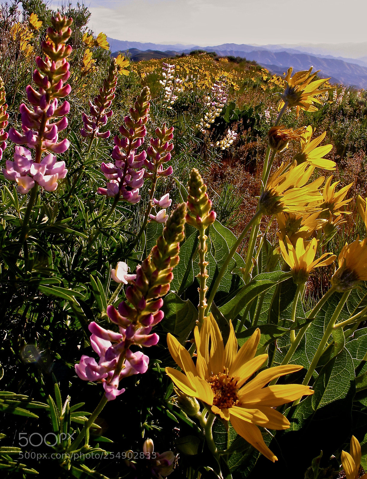 Canon PowerShot G12 sample photo. Boise foothills in spring photography