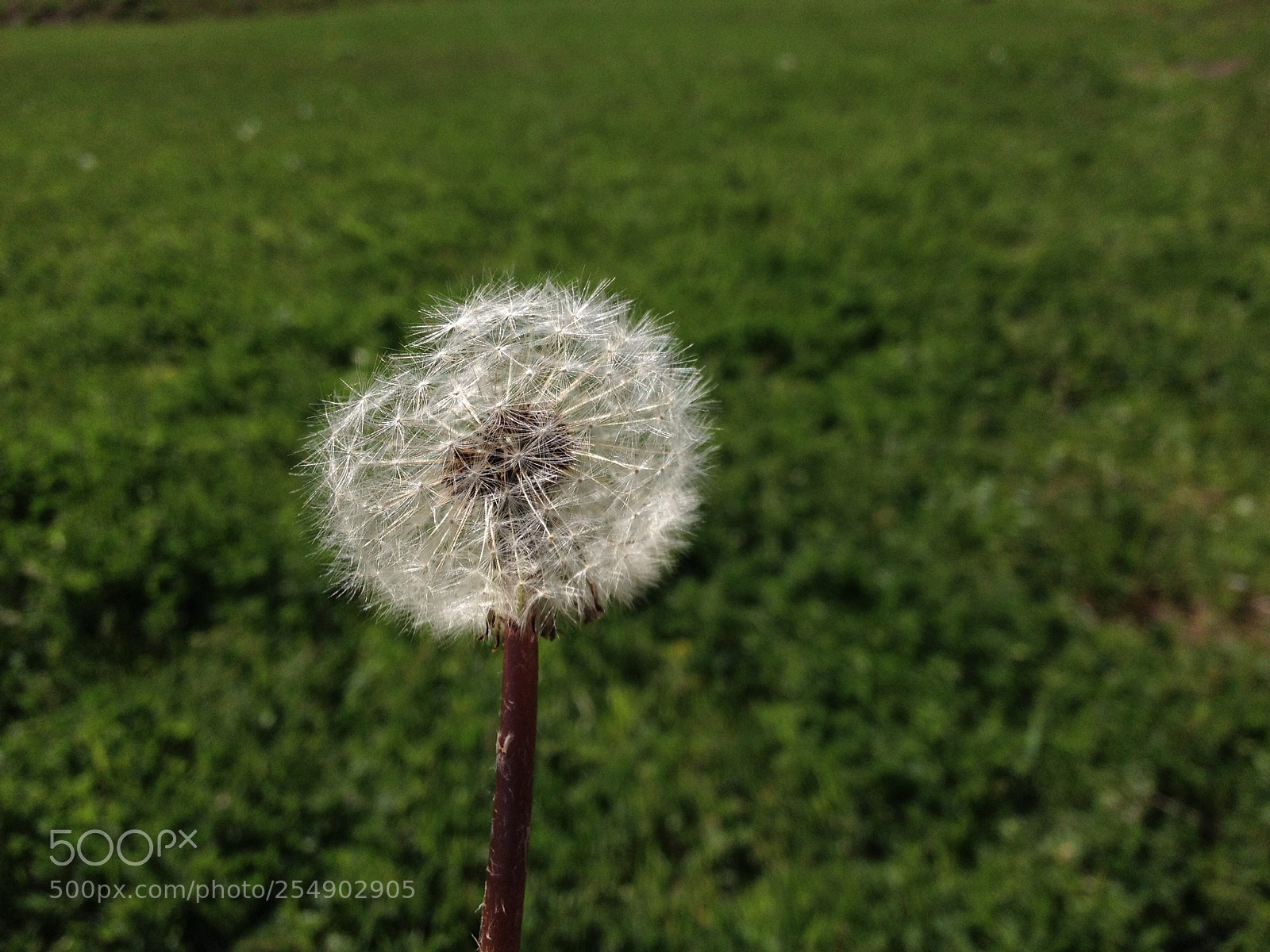 Apple iPhone 4S sample photo. Karahindiba photography