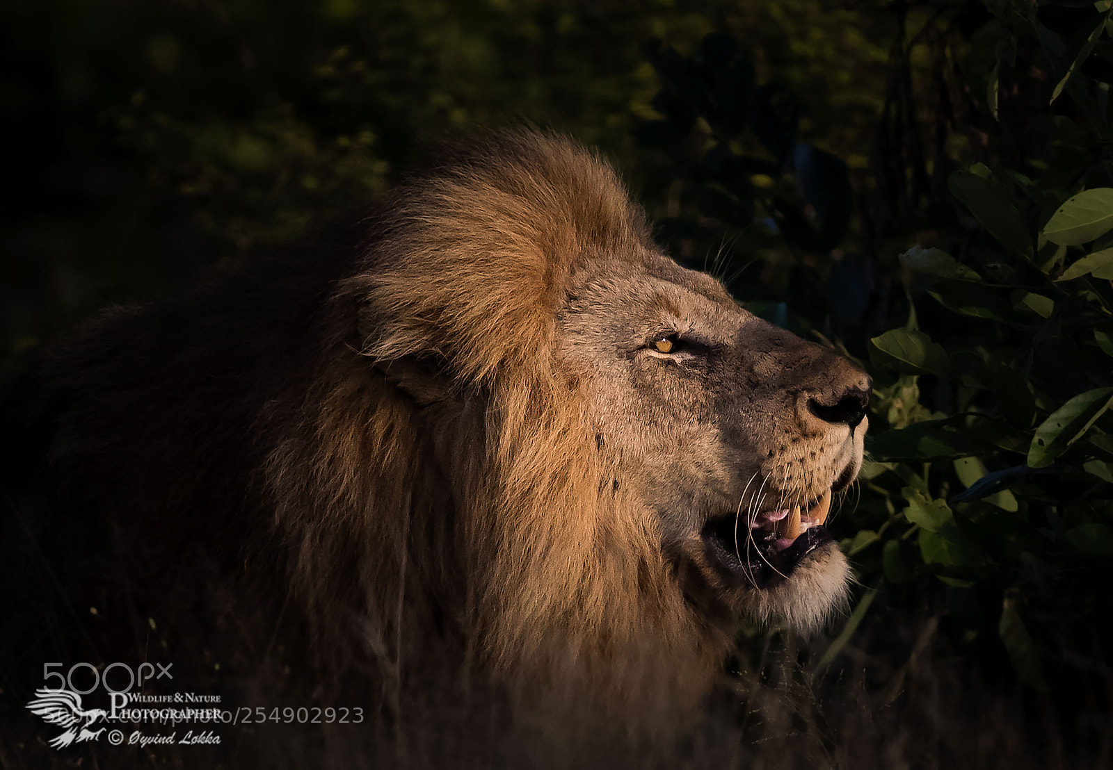 Canon EOS-1D X Mark II sample photo. The king of kruger photography