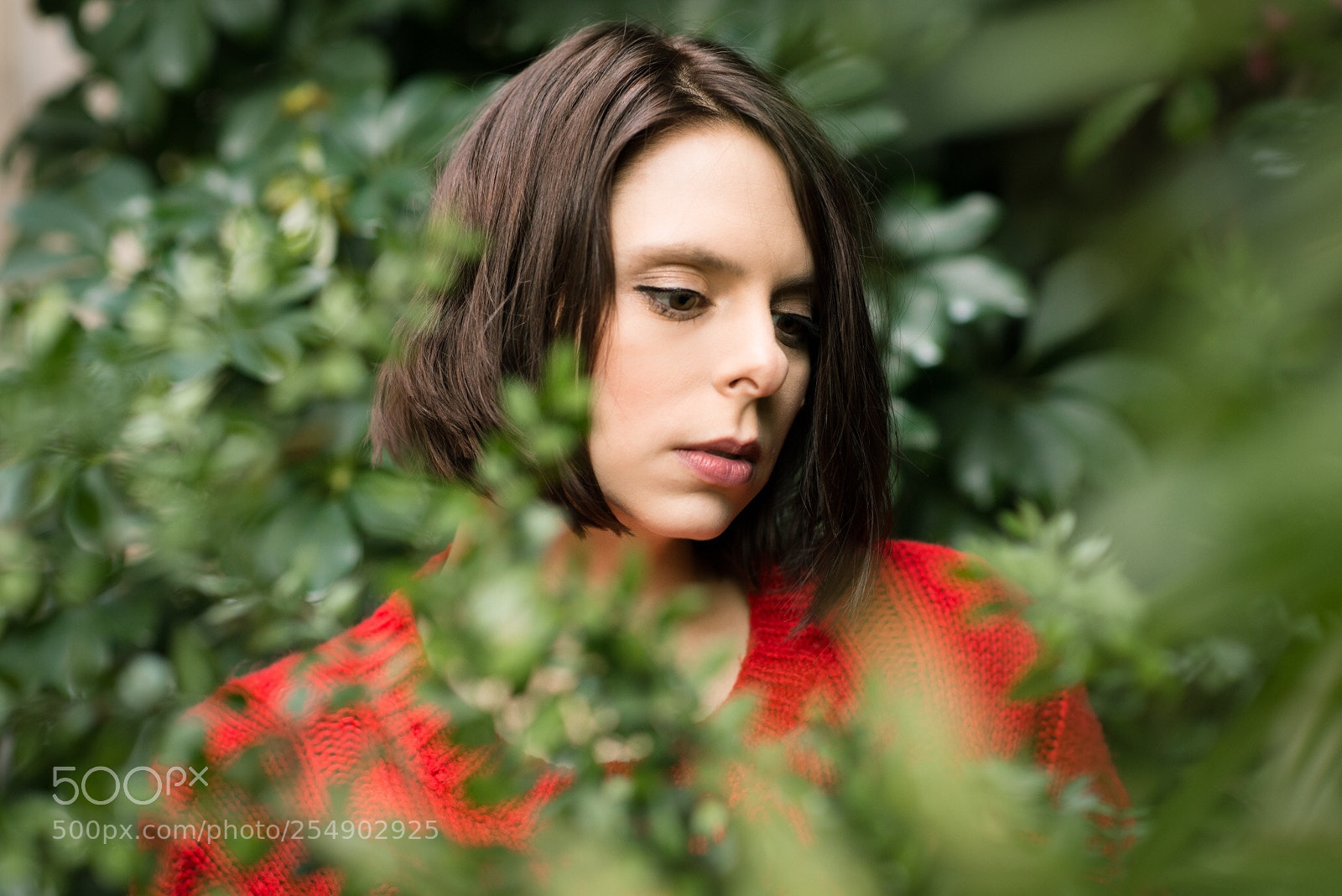 Nikon D800 sample photo. Roses are red photography