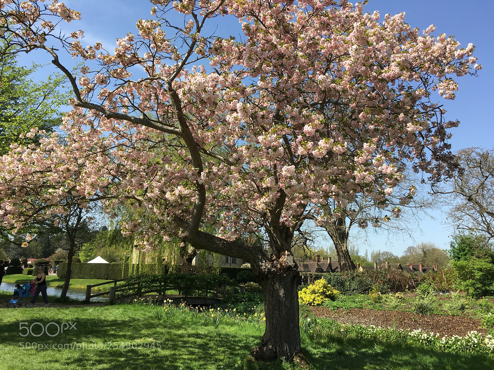Apple iPhone SE sample photo. Blooming photography