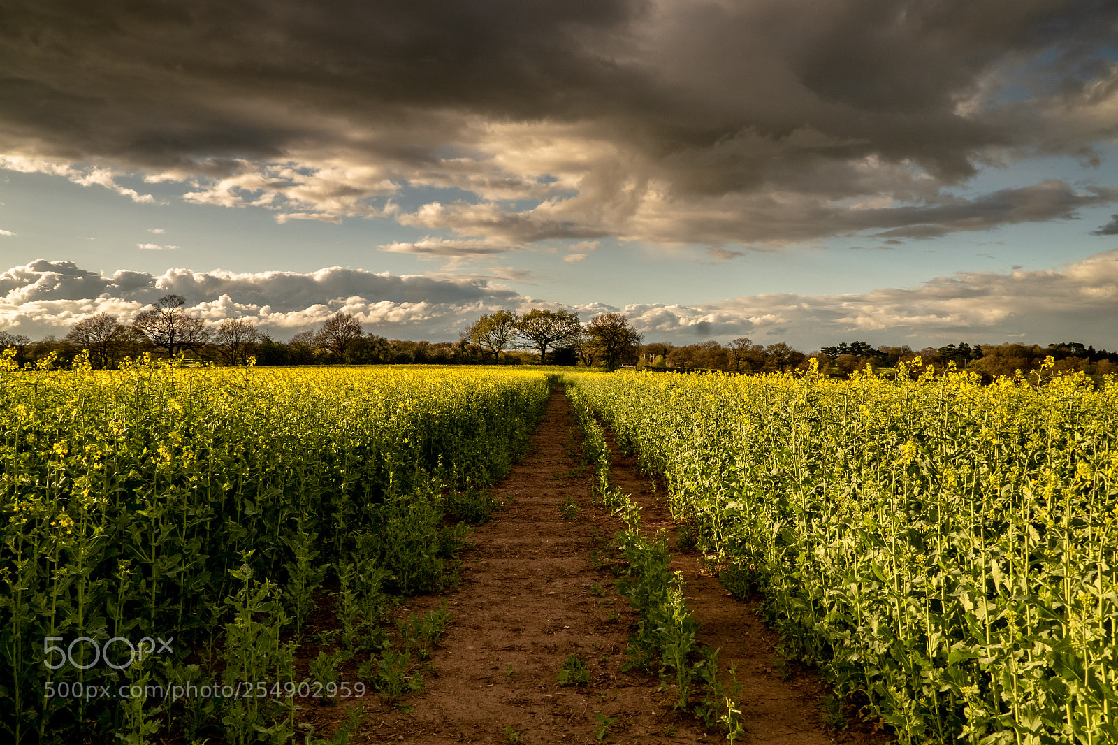 Sony ILCA-77M2 sample photo. Path through a field photography