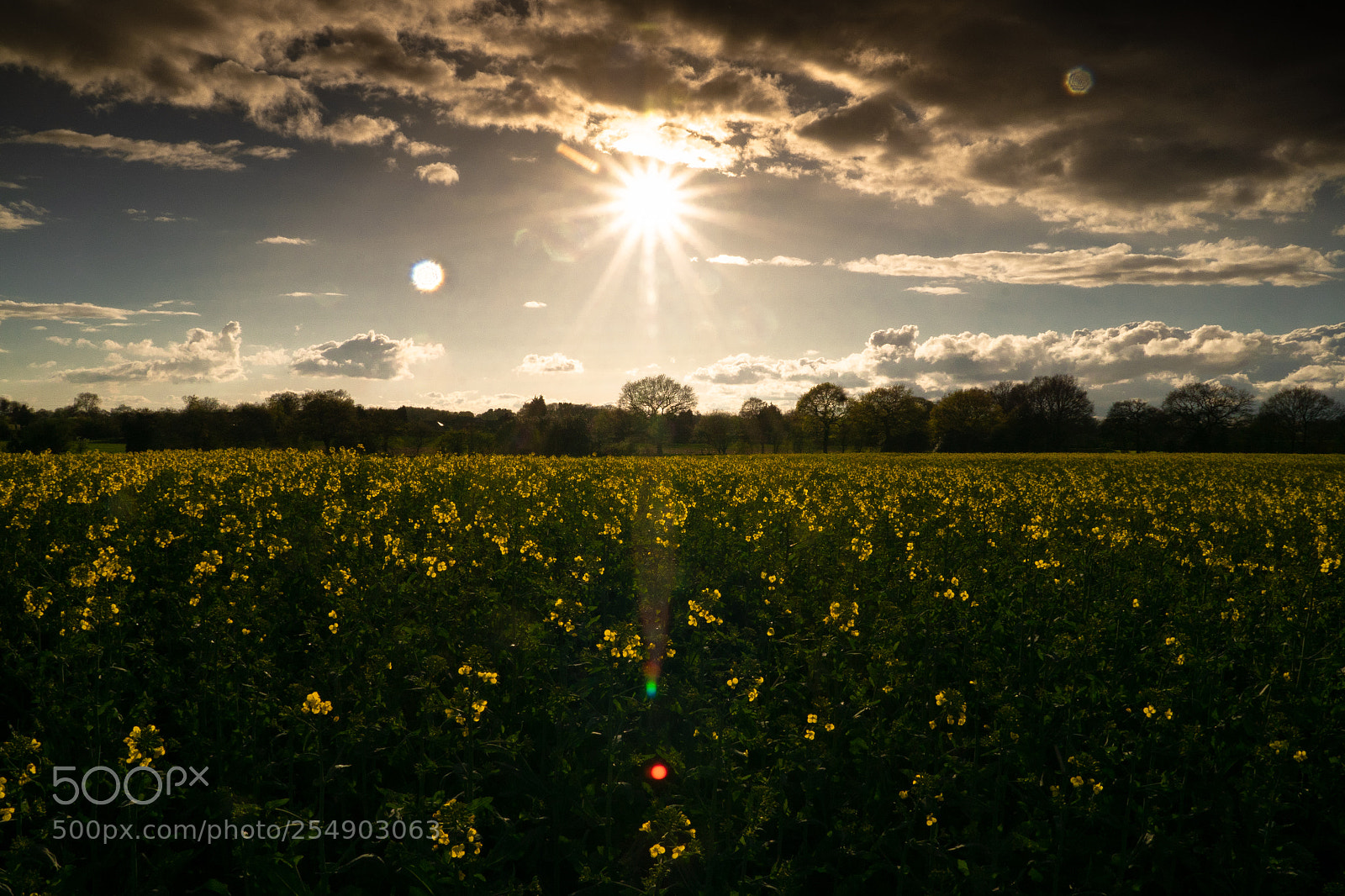 Sony ILCA-77M2 sample photo. Rapeseed at sunset photography