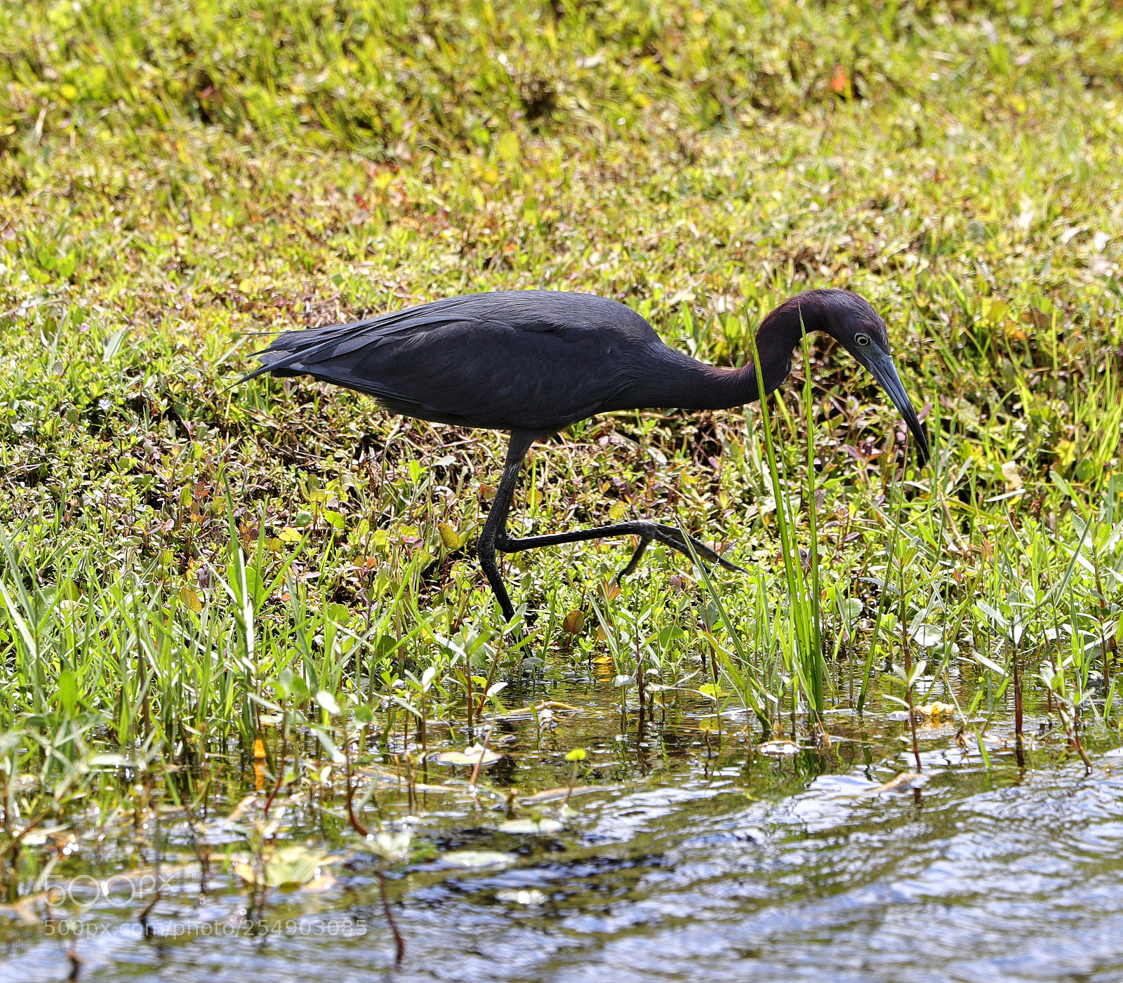 Canon EOS-1D X Mark II sample photo. 04-23-18-0014225.jpg photography