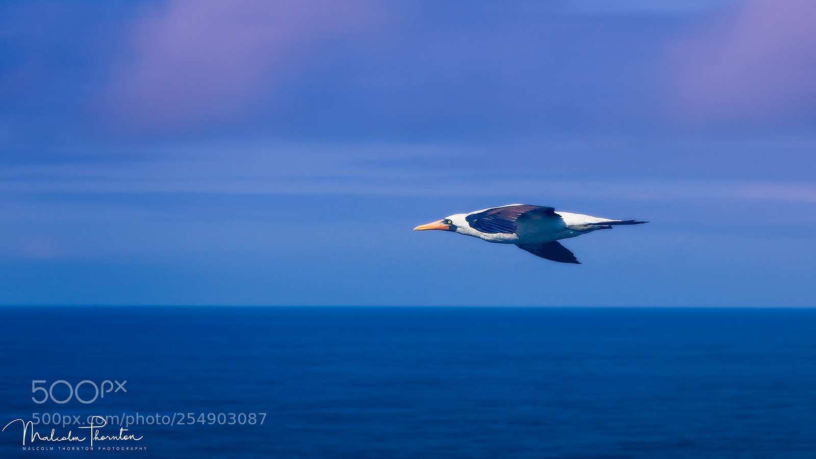 Canon EOS 5D Mark II sample photo. Flight of the nazca photography