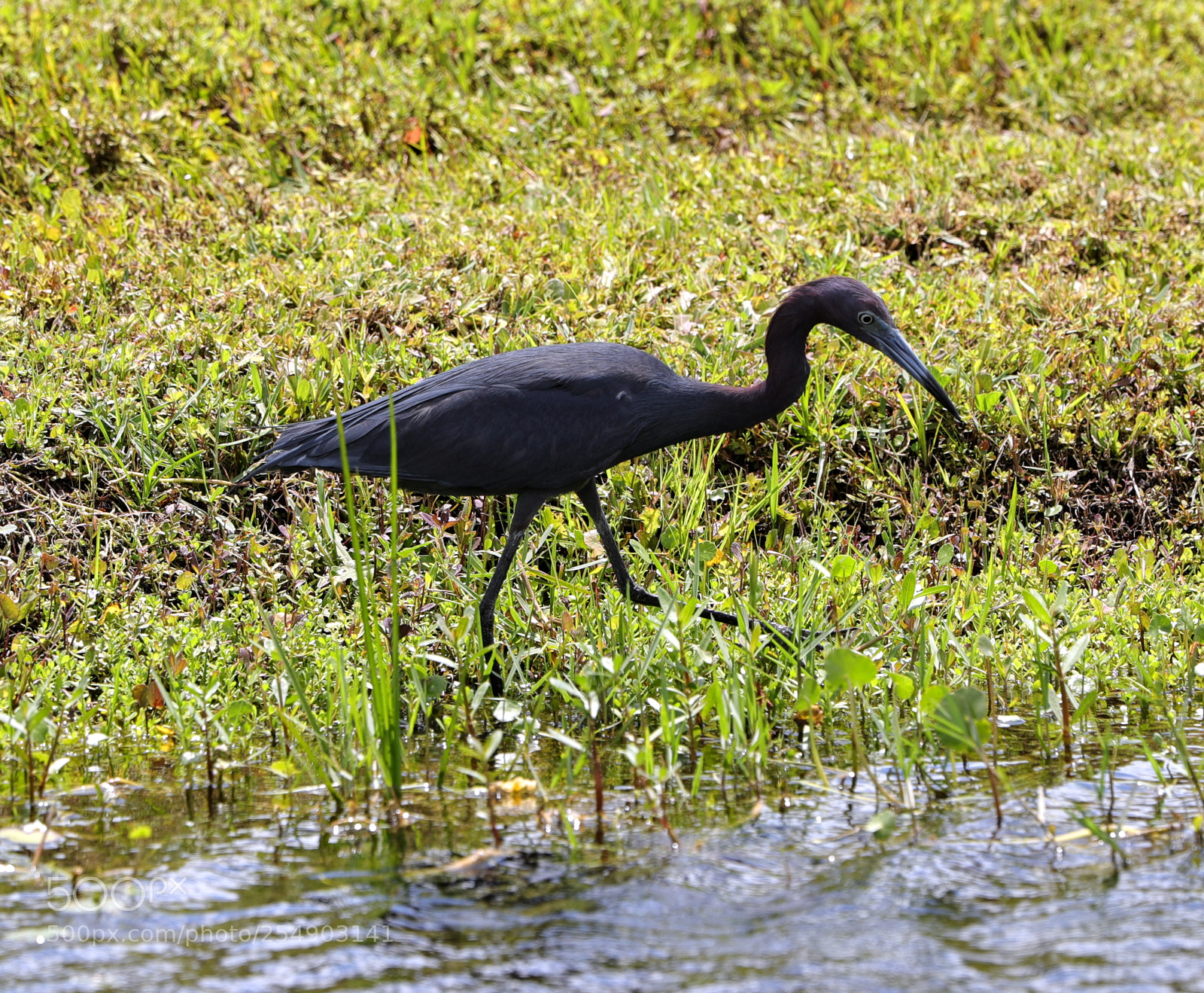 Canon EOS-1D X Mark II sample photo. 04-23-18-0014223.jpg photography