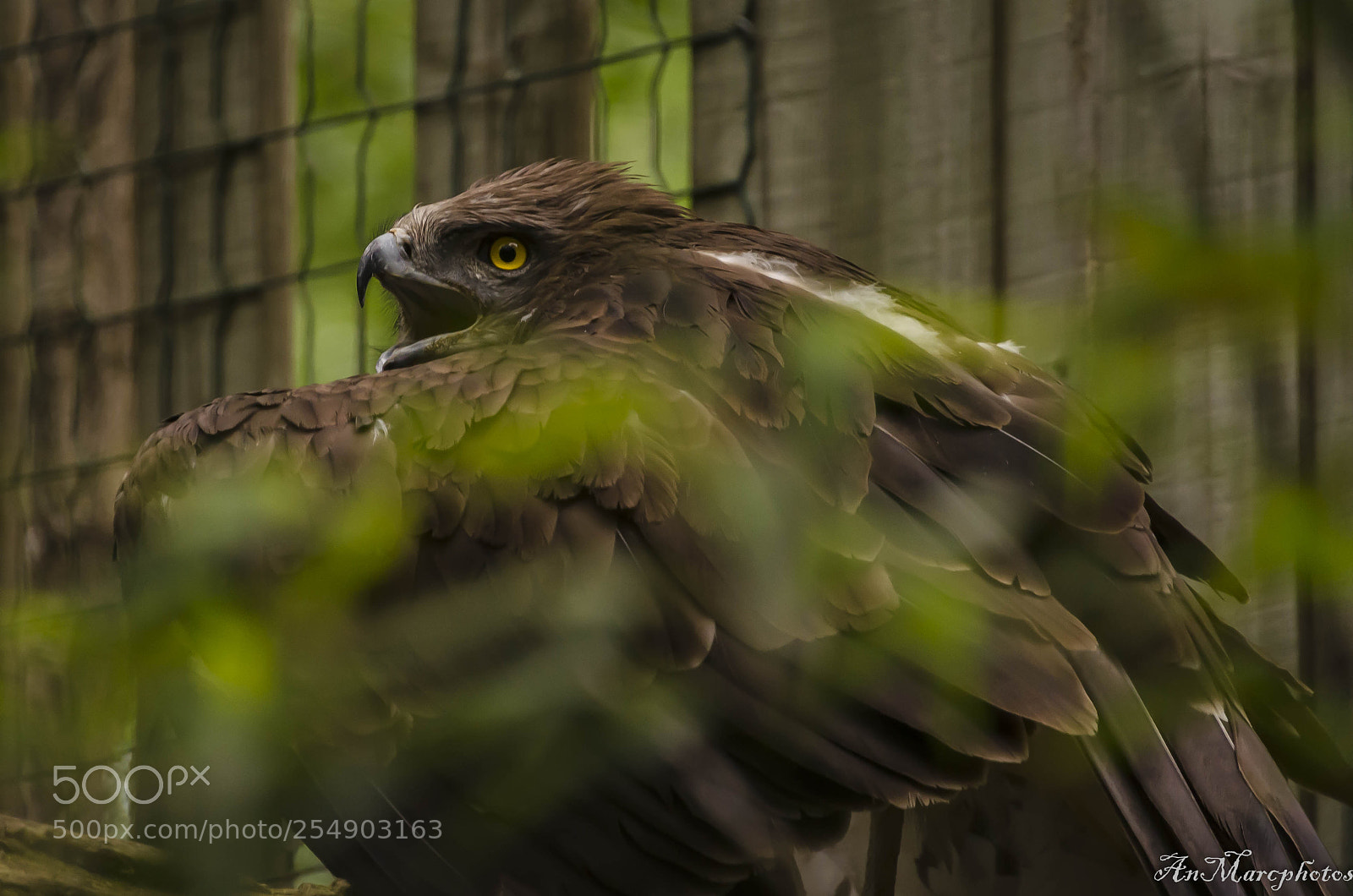 Nikon D7000 sample photo. Eagle rambouillet parc france photography