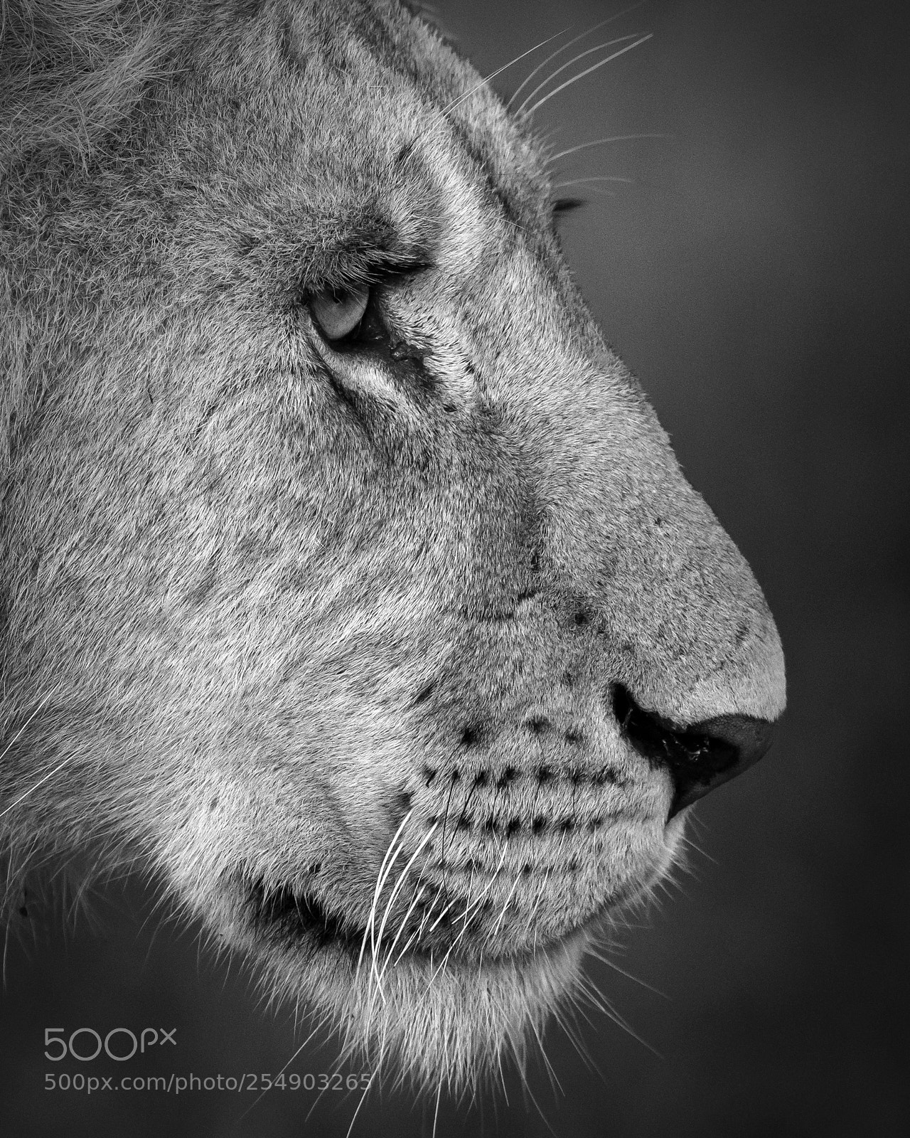 Nikon D850 sample photo. The face b&w photography
