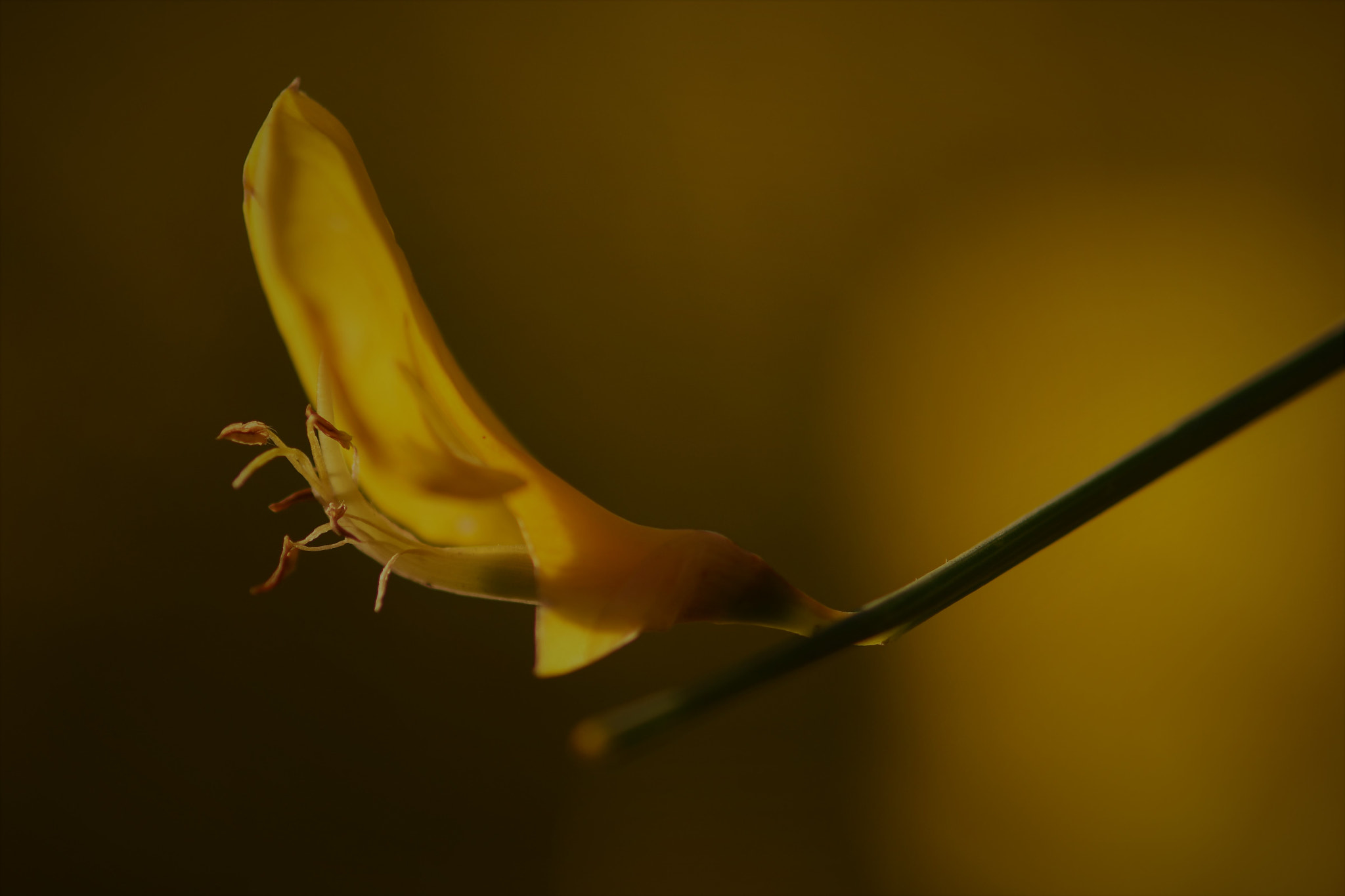 Nikon AF-S Micro-Nikkor 105mm F2.8G IF-ED VR sample photo. Yellow . . . photography