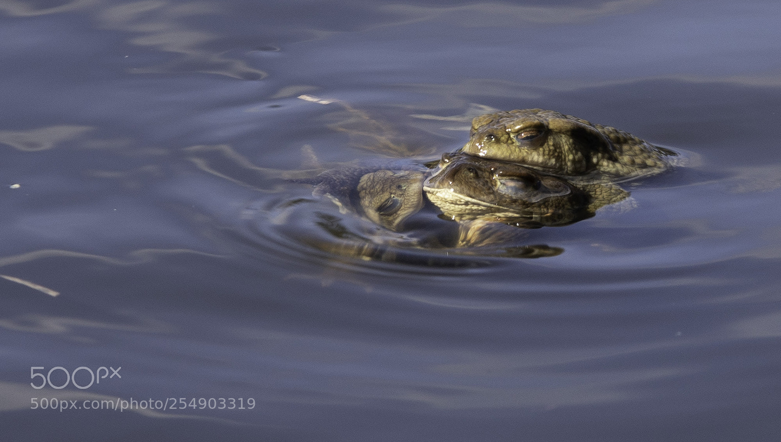 Sony ILCA-77M2 sample photo. The frogs photography