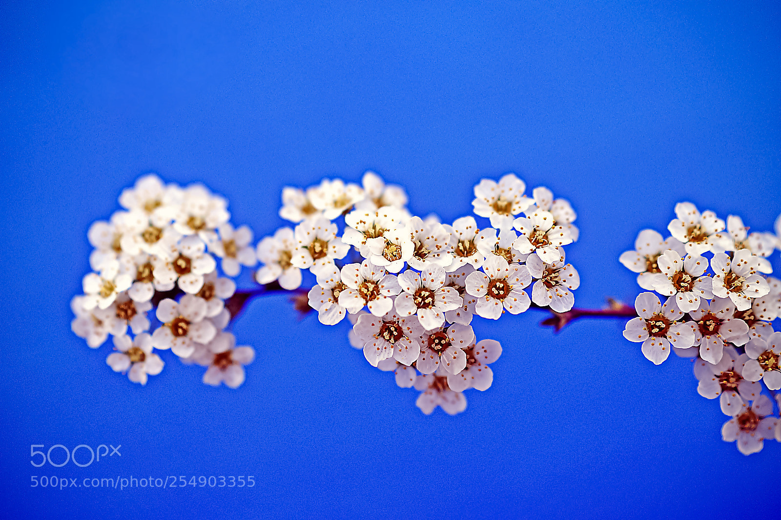 Sony SLT-A58 sample photo. *** blossom *** photography