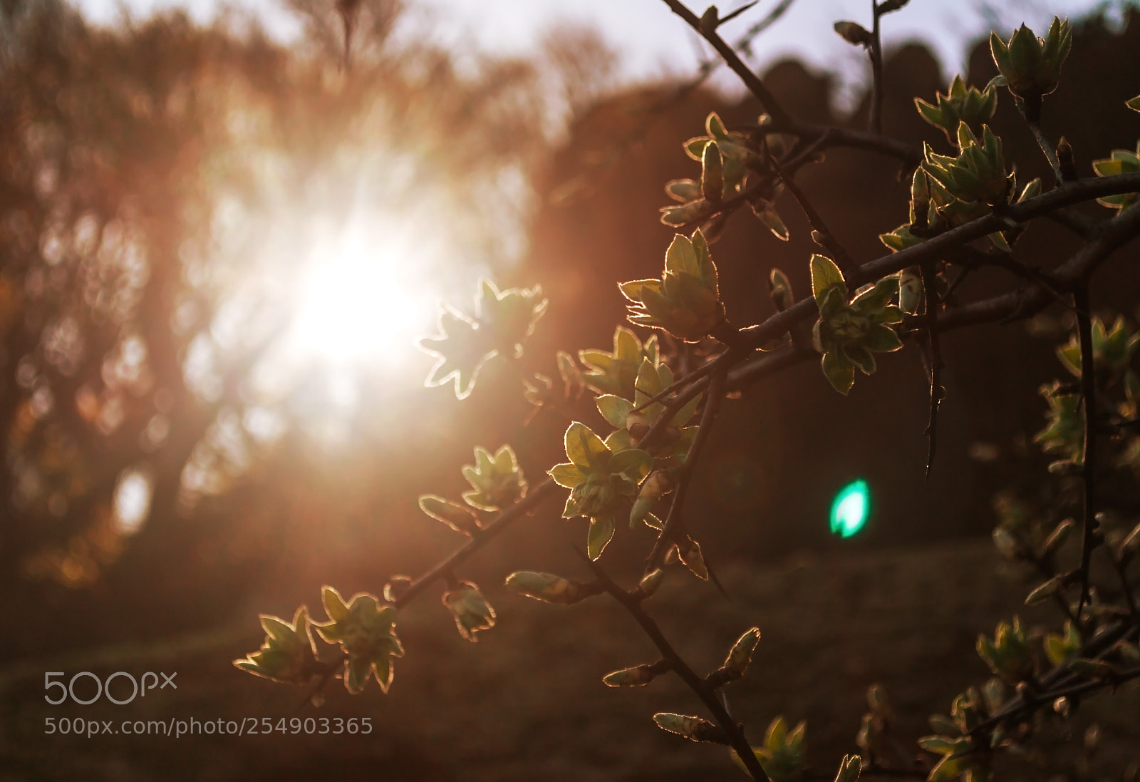 Nikon D3100 sample photo. Sunshine photography