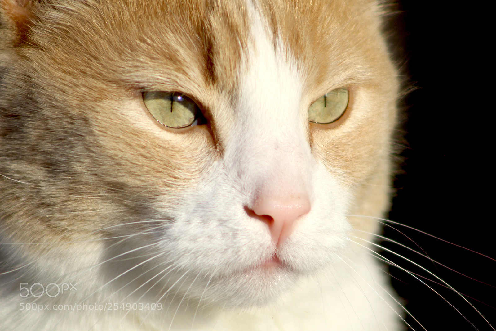 Canon EOS 1300D (EOS Rebel T6 / EOS Kiss X80) sample photo. Time spent with cats photography
