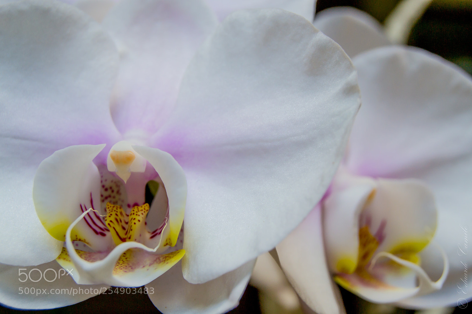 Nikon D3100 sample photo. Ec photography
