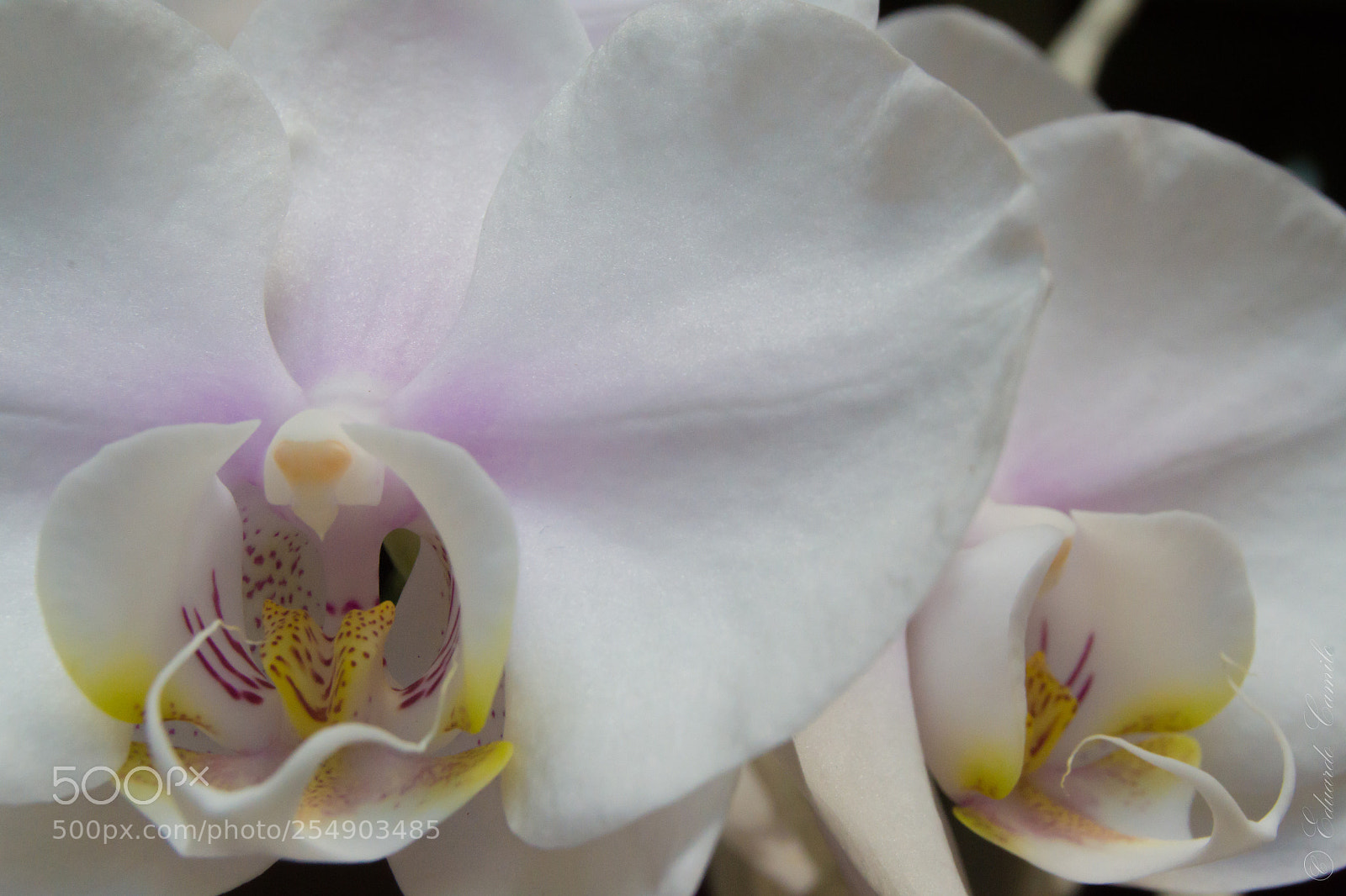 Nikon D3100 sample photo. Ec photography