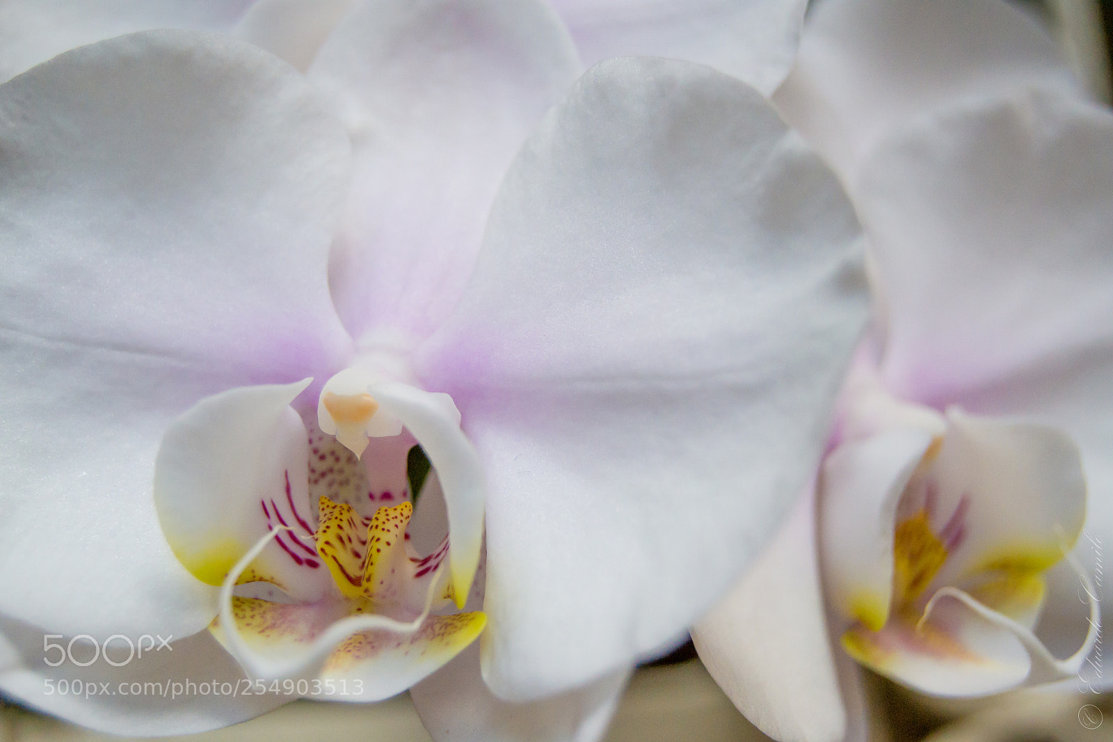 Nikon D3100 sample photo. Ec photography