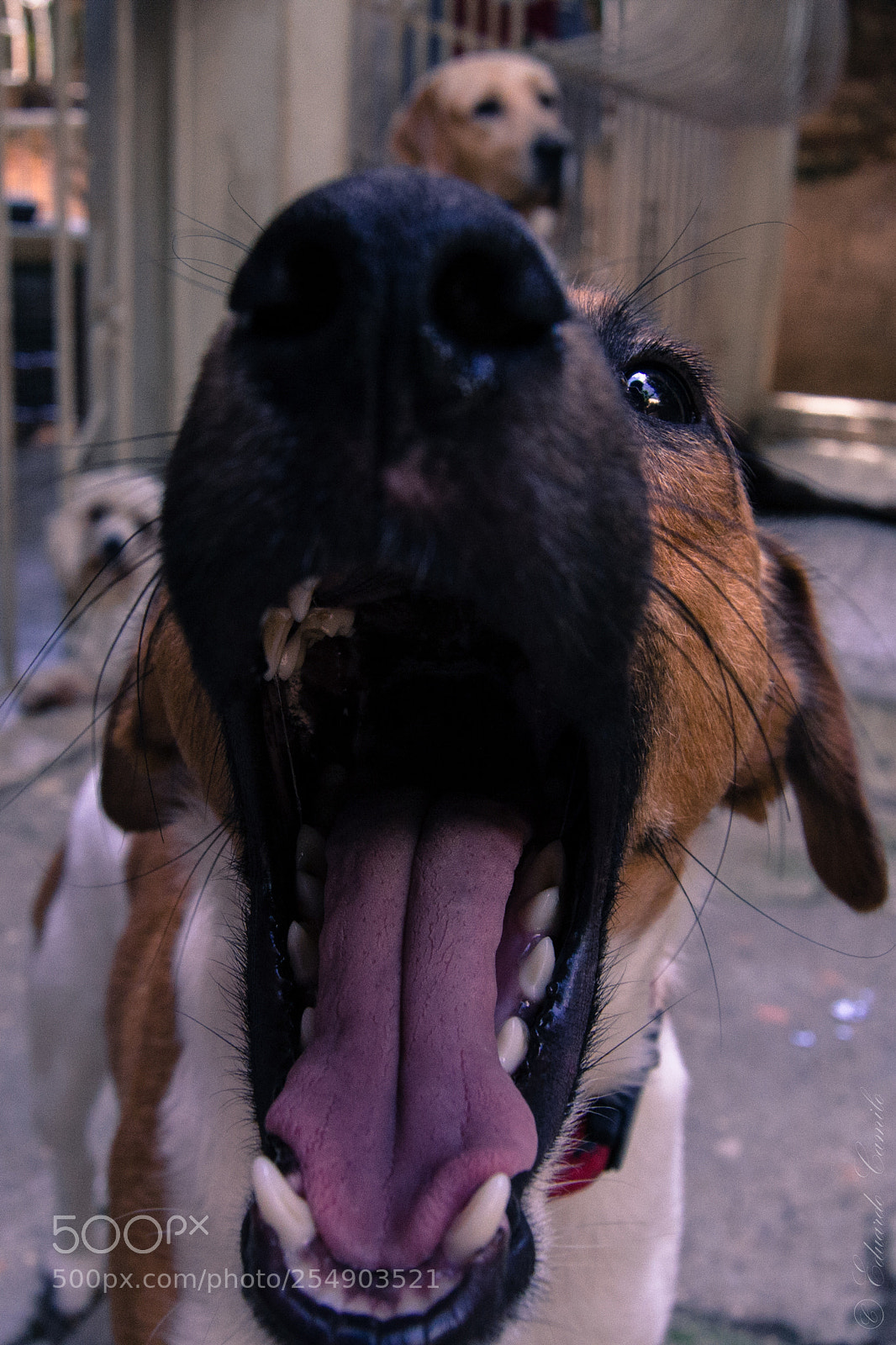 Nikon D3100 sample photo. Ec photography