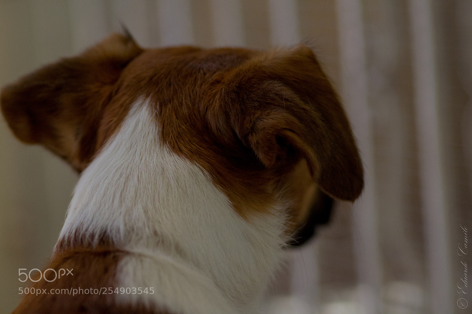 Nikon D3100 sample photo. Ec photography