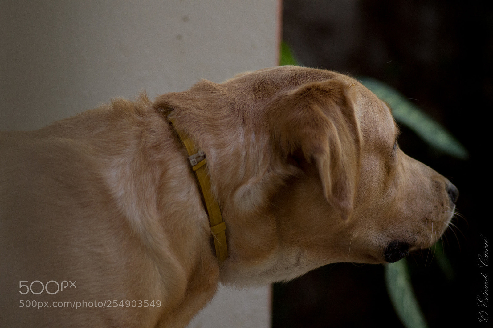 Nikon D3100 sample photo. Ec photography