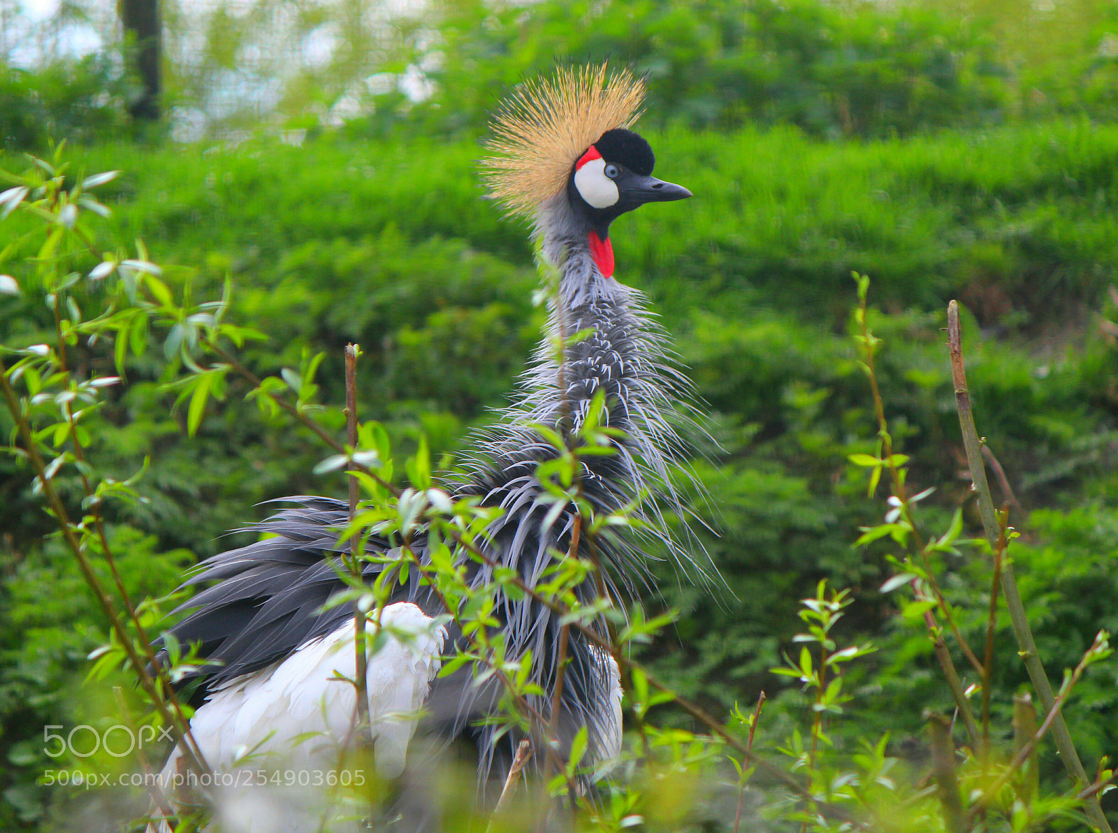 Canon EOS 1300D (EOS Rebel T6 / EOS Kiss X80) sample photo. Crested crane photography