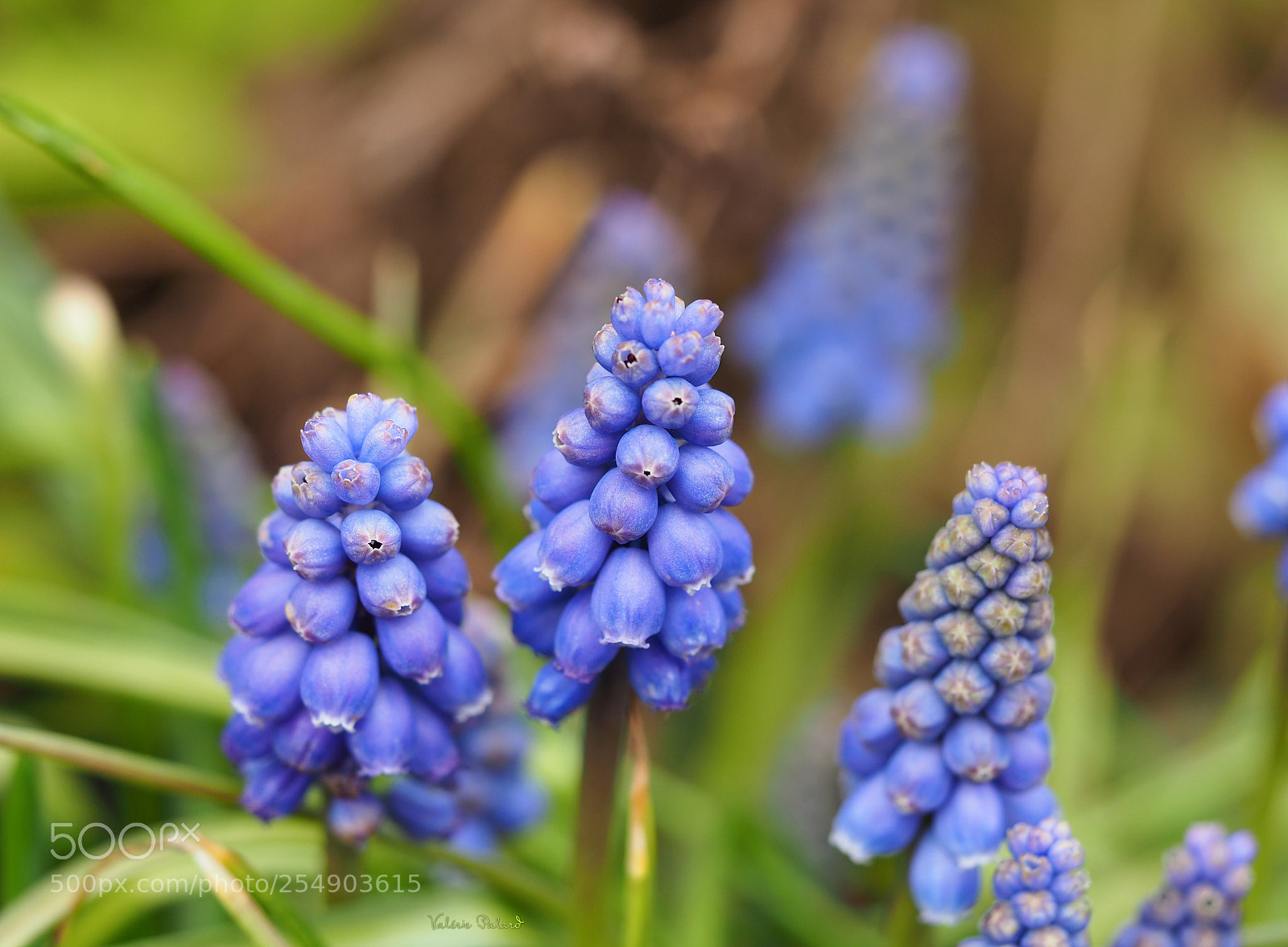 Olympus OM-D E-M5 II sample photo. Muscari photography