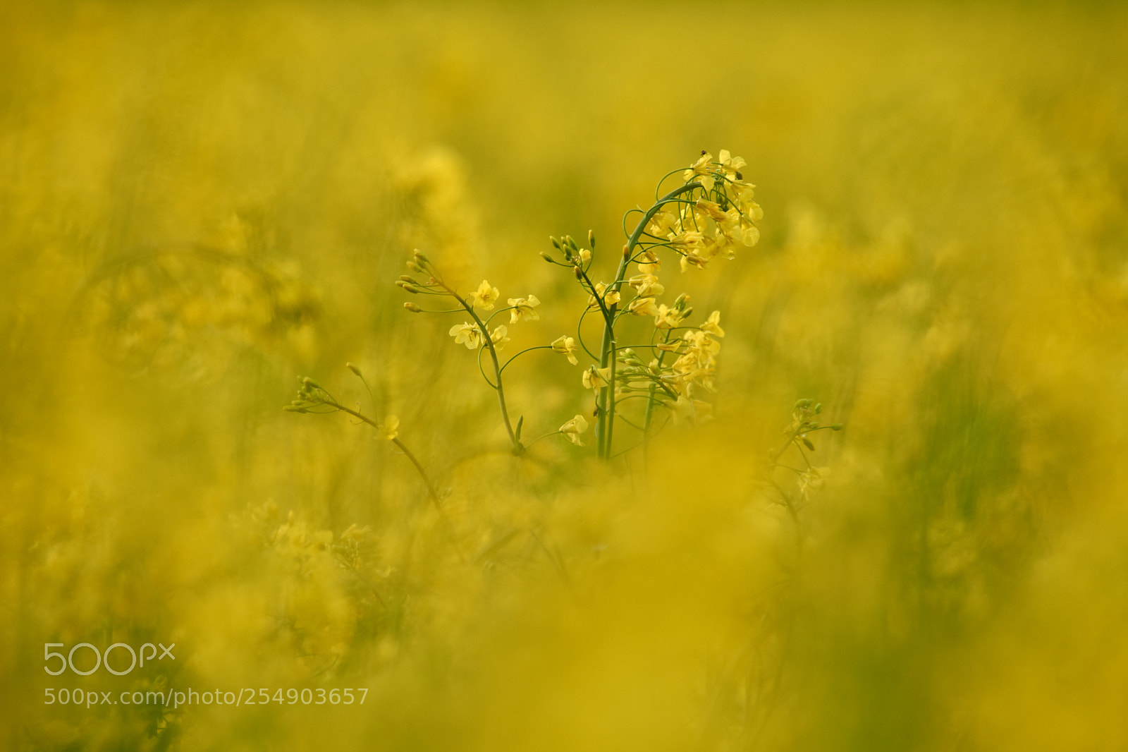 Nikon D7200 sample photo. Yellow photography