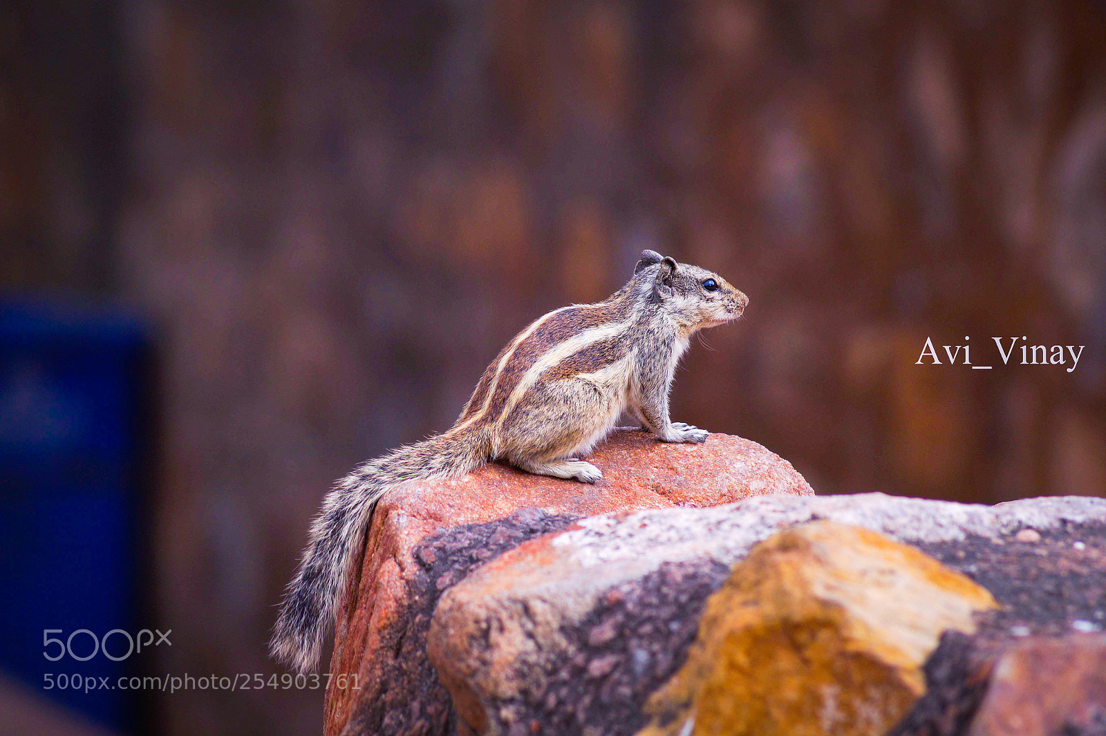 Sony SLT-A58 sample photo. Squirrel photography