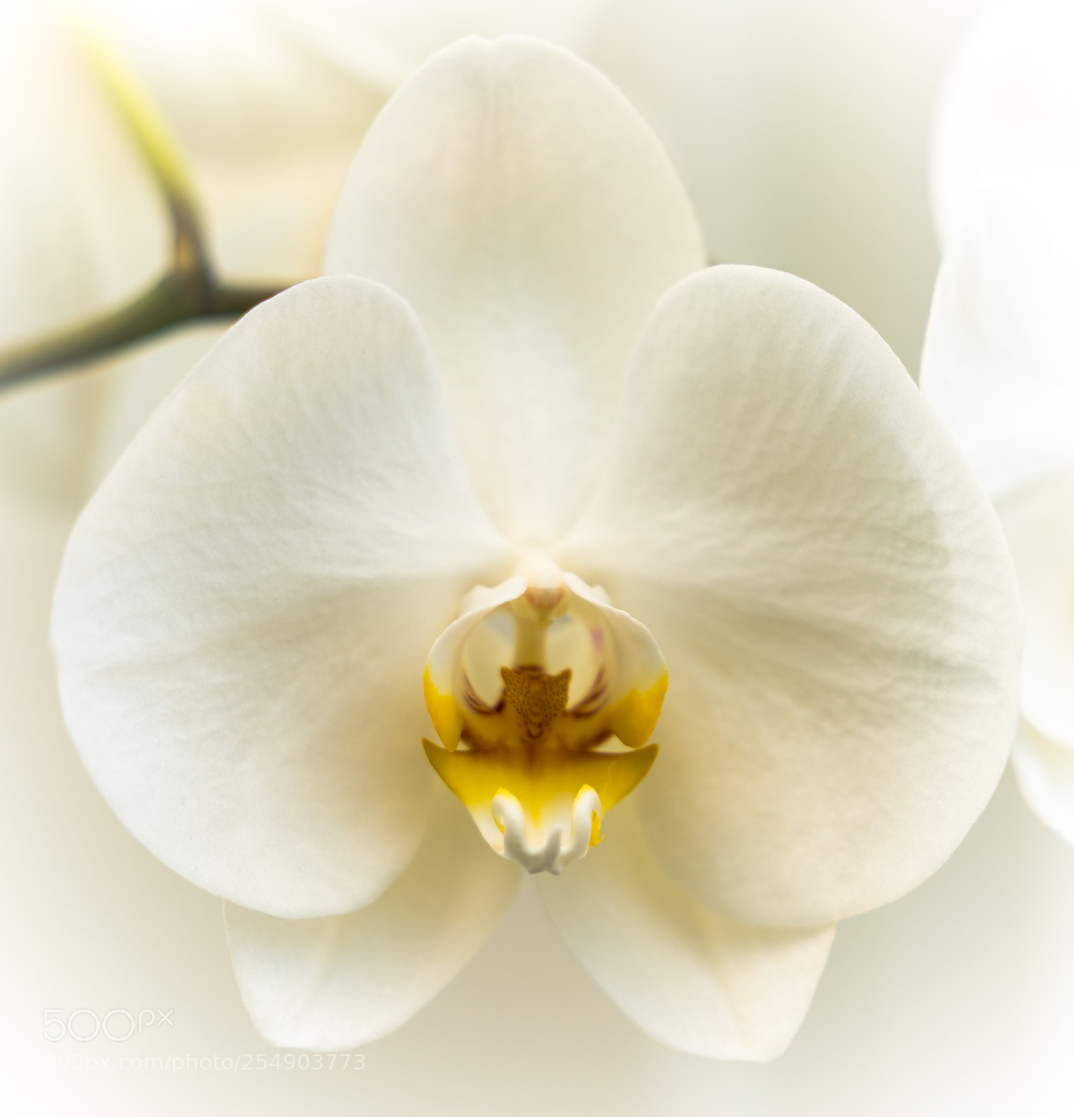 Sony a7R III sample photo. Spring flower photography
