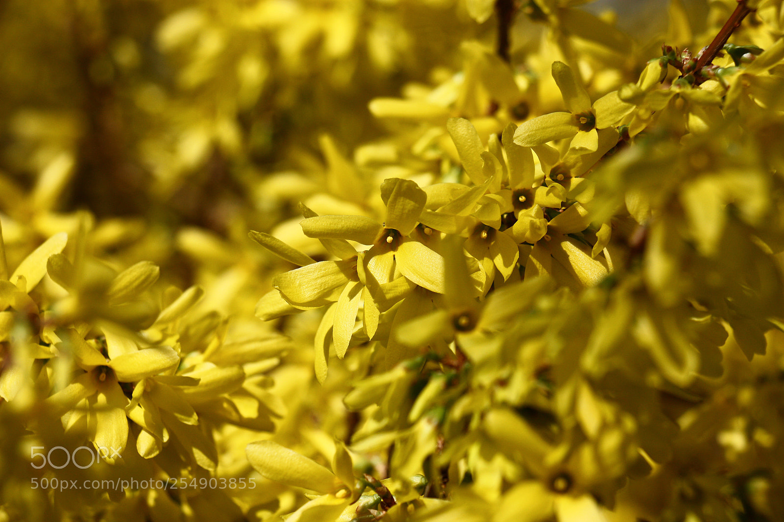 Canon EOS 450D (EOS Rebel XSi / EOS Kiss X2) sample photo. Forsythia. photography