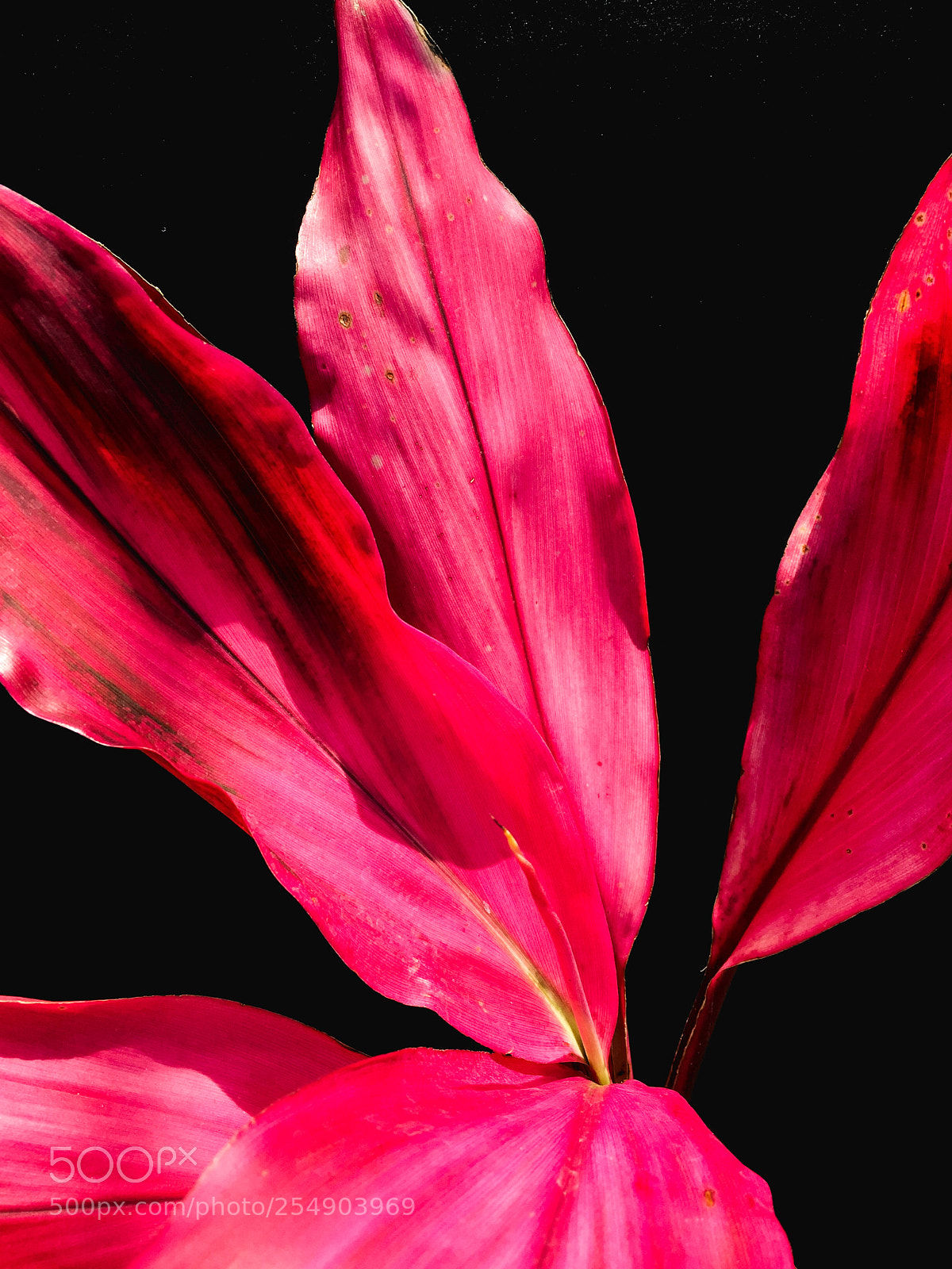 Apple iPhone 6 sample photo. Abstract flower study in photography