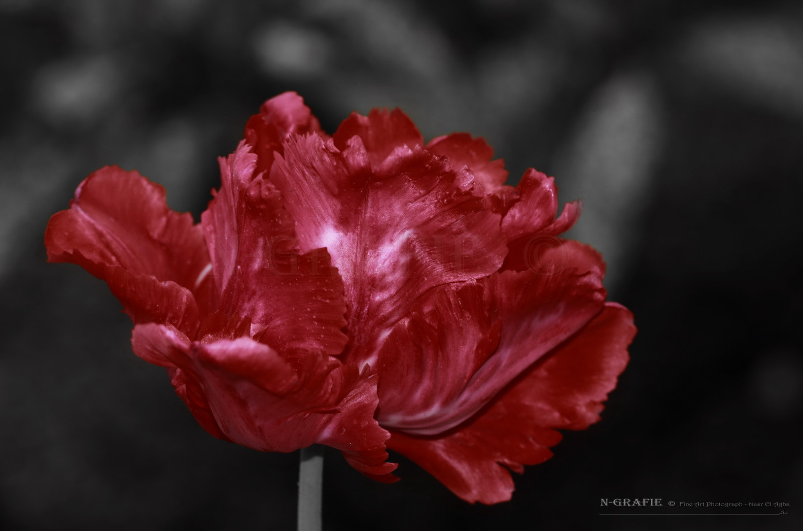 Canon EF 100mm F2.8L Macro IS USM sample photo. Parrot tulips photography