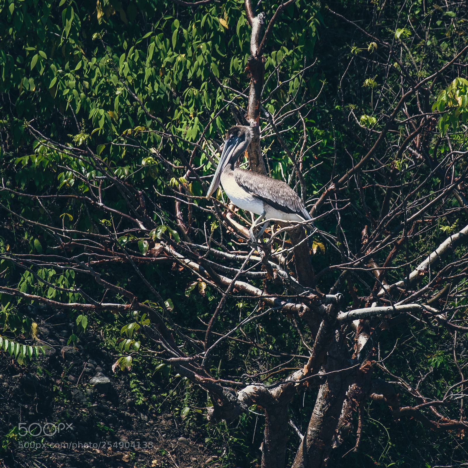 Fujifilm X-T10 sample photo. Costa rica pelican park photography