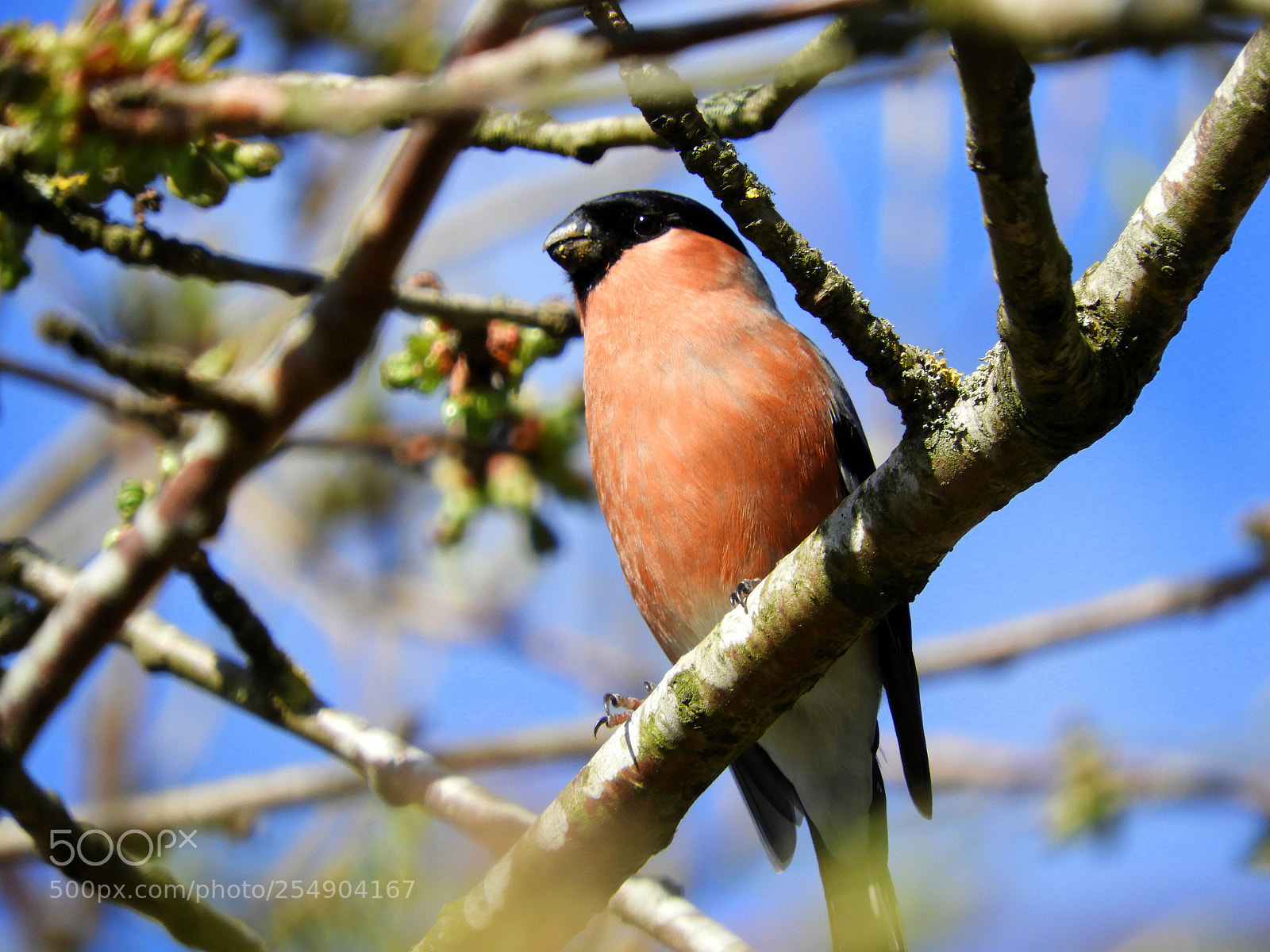Nikon Coolpix B700 sample photo. Male bullfinch photography