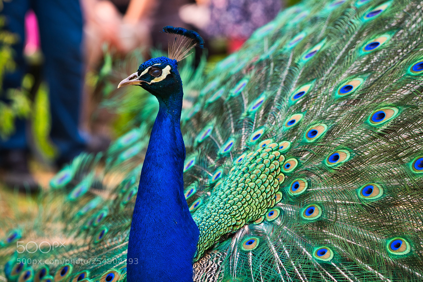 Fujifilm X-H1 sample photo. Peacock 3 photography