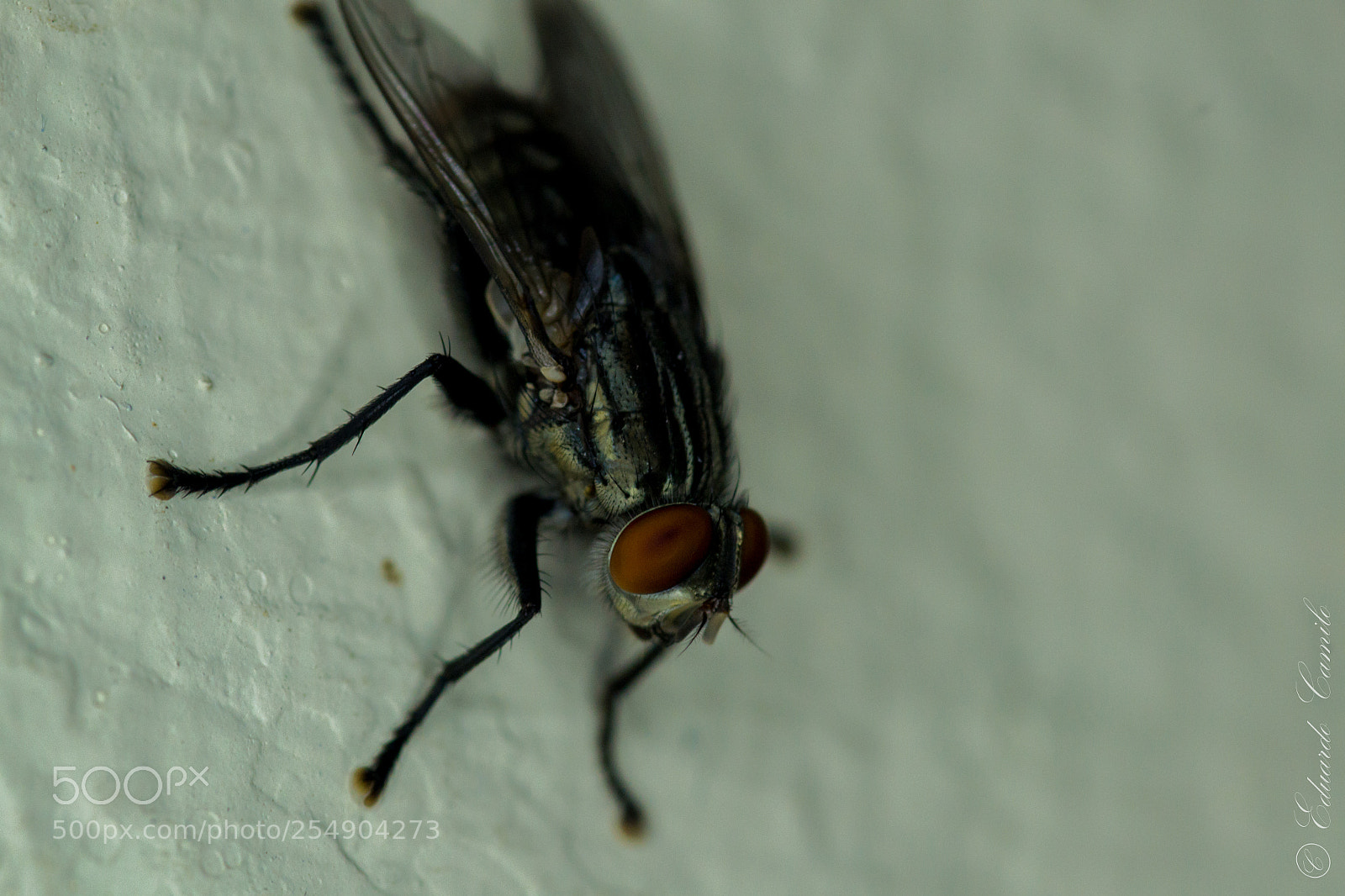 Nikon D3100 sample photo. Ec photography