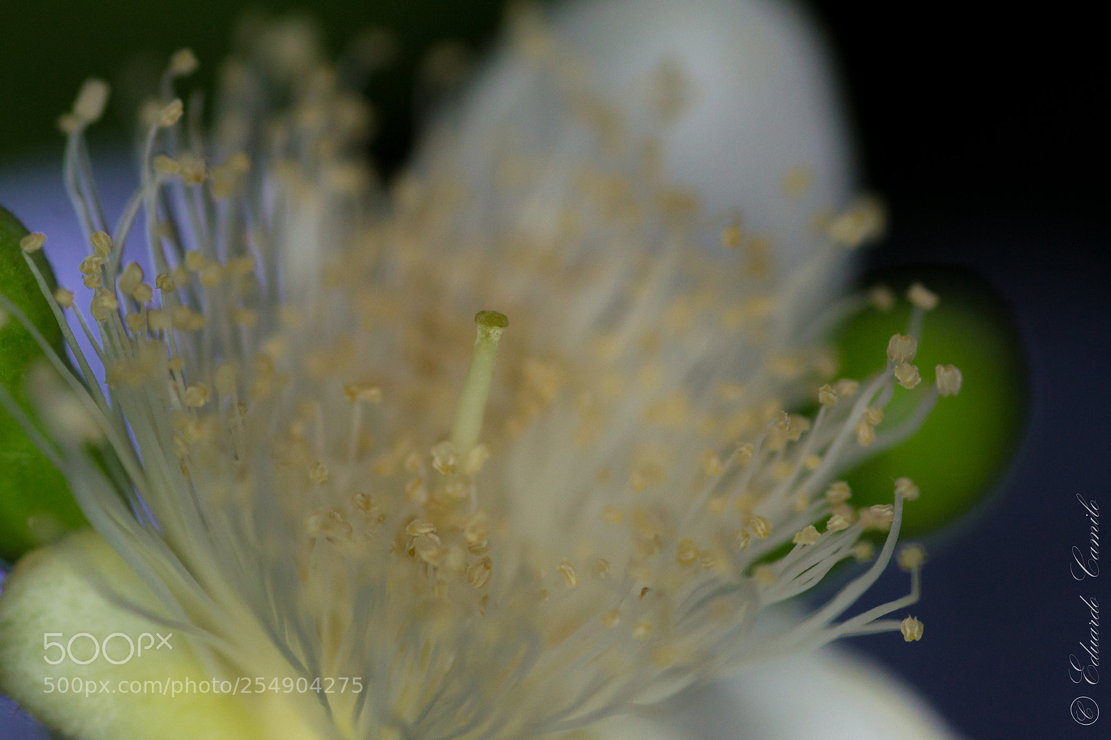 Nikon D3100 sample photo. Ec photography