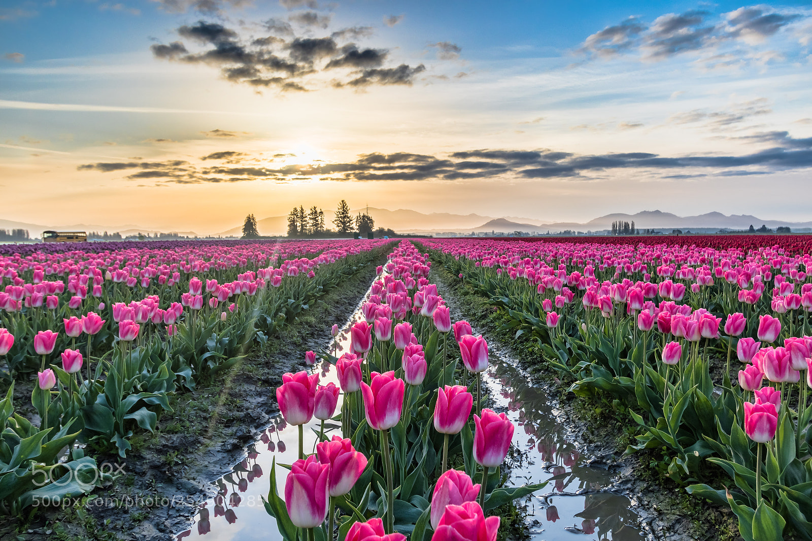 Canon EOS 7D Mark II sample photo. Tulip sunrise photography
