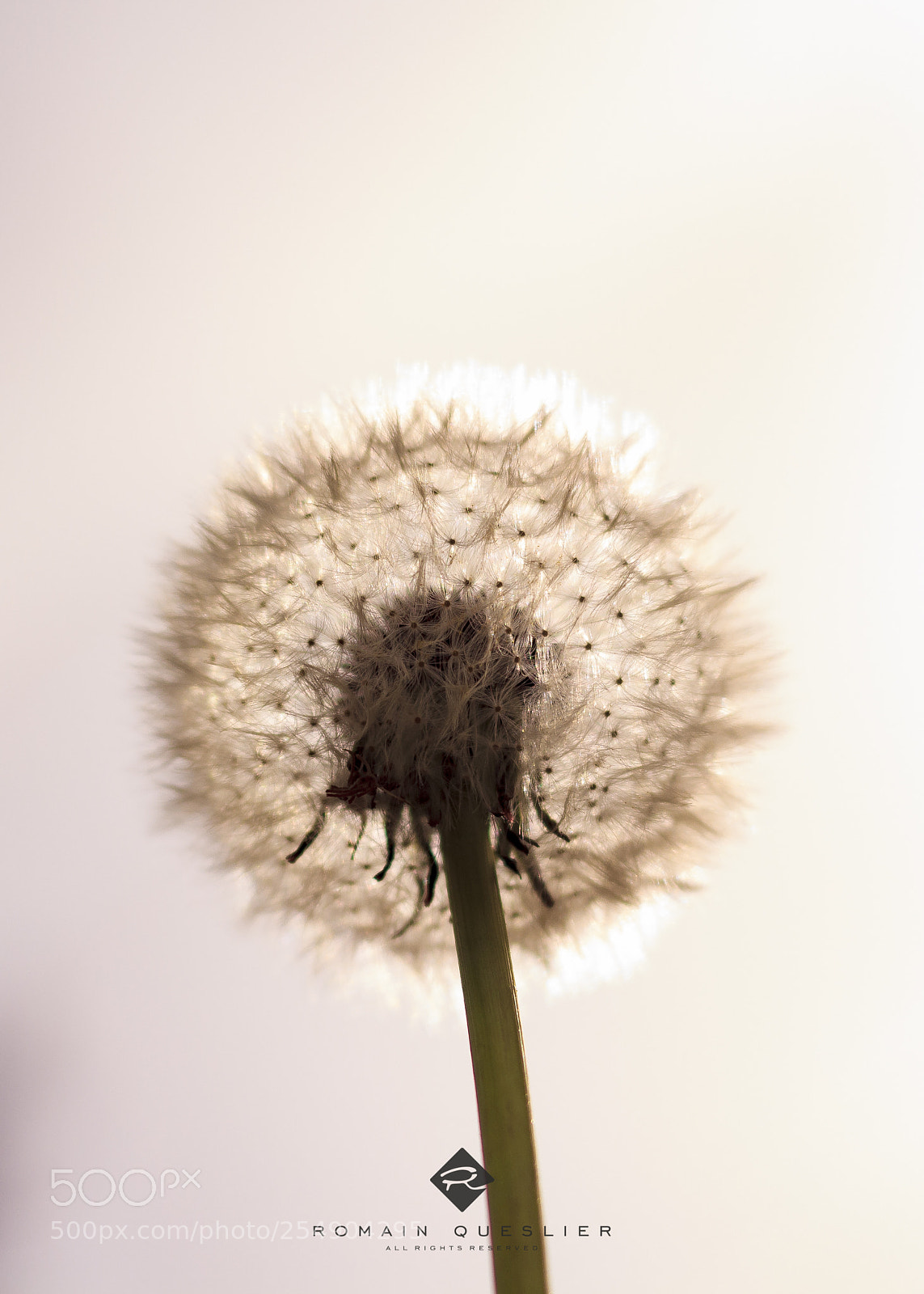Canon EOS 60D sample photo. Contre-jour 1 photography