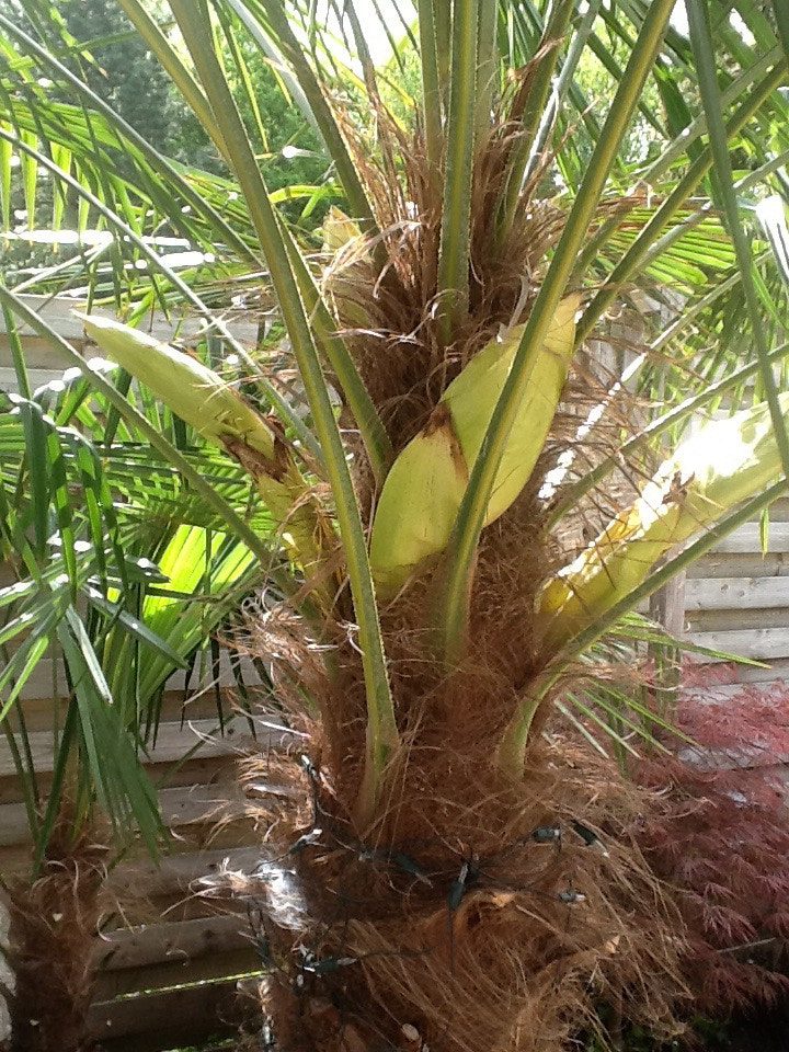 Apple iPad 2 sample photo