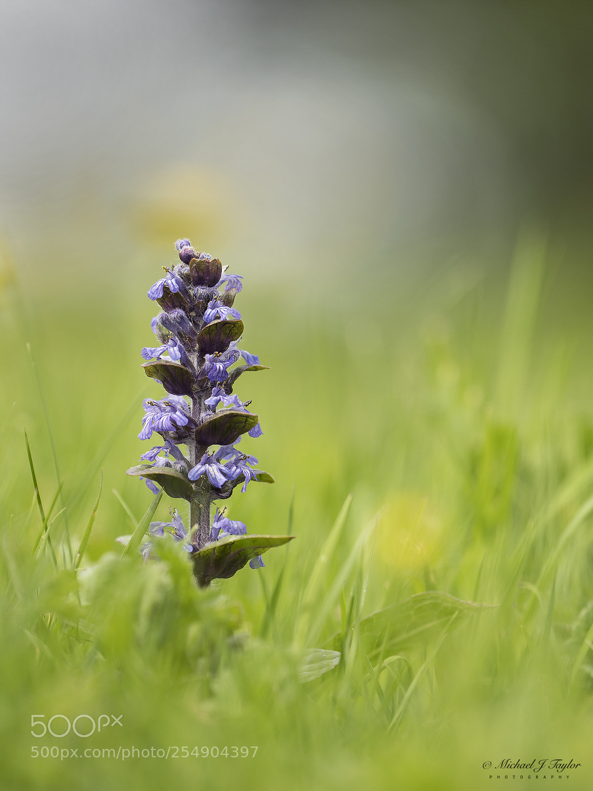 Panasonic Lumix DC-G9 sample photo. Bugle... photography