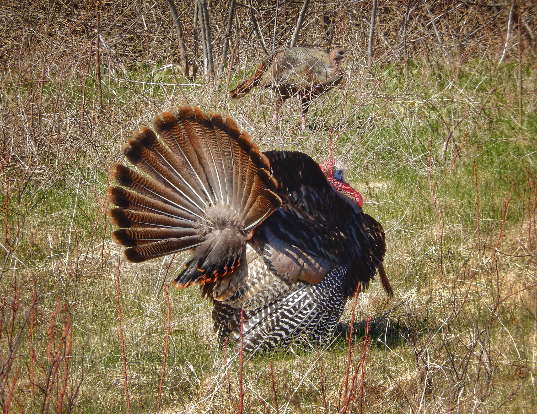 Nikon COOLPIX S9600 sample photo. Wild turkey tom in hot pursuit of hen photography