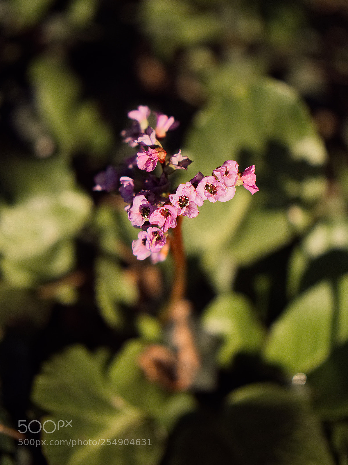 Panasonic Lumix DC-GH5 sample photo. *** photography