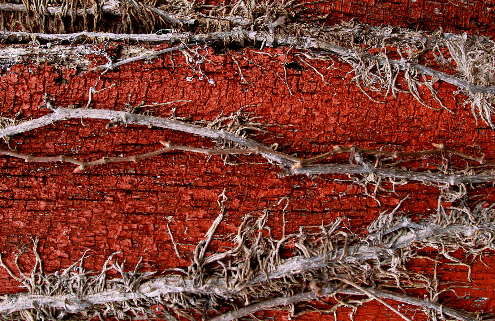 Canon EOS 7D sample photo. Like stitches on flesh photography