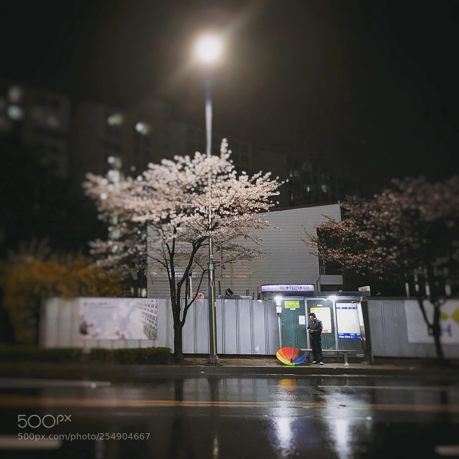 Apple iPhone 7 Plus sample photo. Cherry blossoms... photography